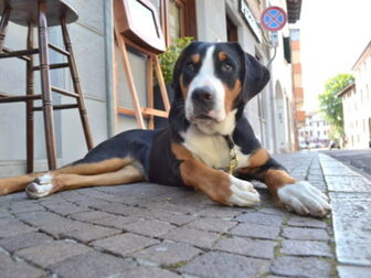 Foto van Karhunkierros