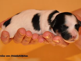 Foto van vom Dinkelschlößchen