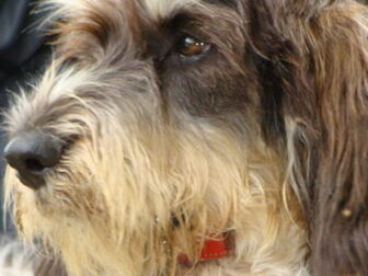 Foto van Kennel van de Viersenhoeve