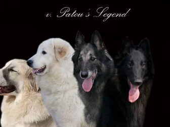 Foto van v. Patou's Legend