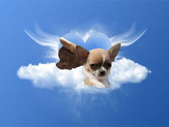 Foto van Dutch Angels Chihuahua's