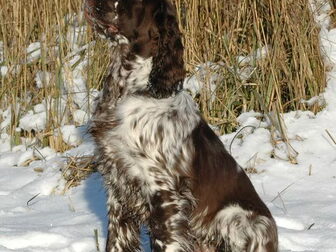 Foto van Kennel van de Dennenstaete