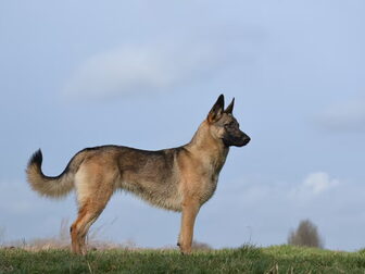 Foto van Tessa the shepherd cross