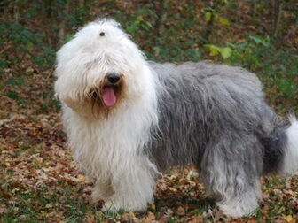 Foto van Bobtailkennel Wiggly Scamp's