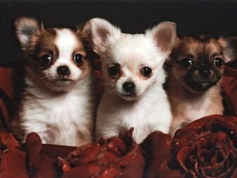 Foto van Little Treasure