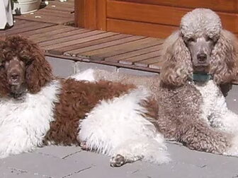 Foto van kennel van zon