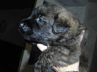 Foto van kennel van jacemo