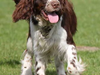 Foto van Hexental Engelse Springer Spaniels