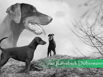 Foto van van RanisberK Dobermanns