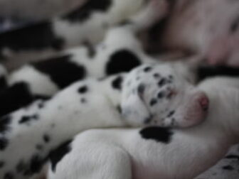 Foto van Artemis Giants Duitse Doggen