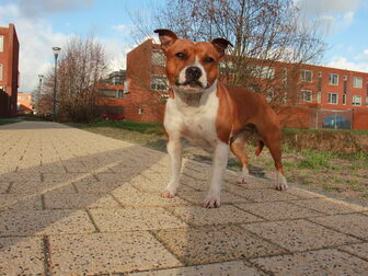 Foto van geen
