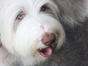 Foto van Belleboo Bearded Collies