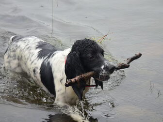 Foto van Kennel Sumaringahem (KMSH Van het Bramendal)