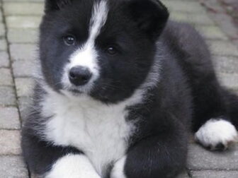 Foto van Dutch Beardogs