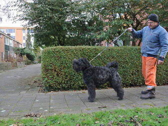 Foto van Van de Conidijk Bouviers