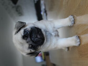 Foto van To melt for