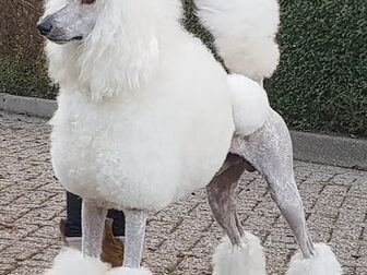 Foto van PinQerton Poedels