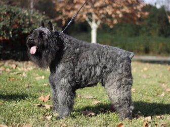 Foto van Bouvier Kennel Zoraican