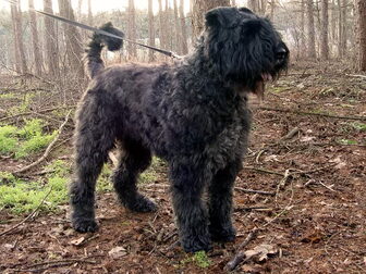 Foto van Bouviers van het Bergbos
