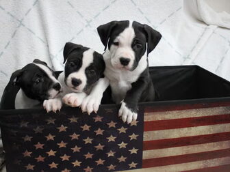 Foto van FROM GLADIATORDOGS