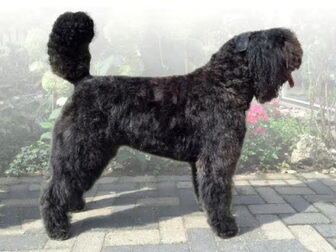 Foto van Of Flanders Best - bouvier des Flandres