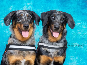 Foto van Beaucerons de la Forêt de Chinouk
