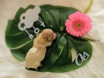 Foto van Caressa Home Colorful Yorkies