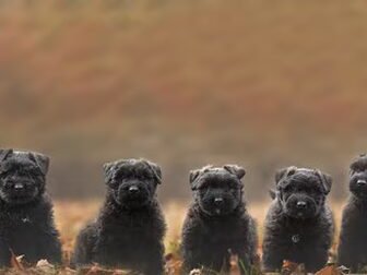 Foto van van d'Engelsehutte