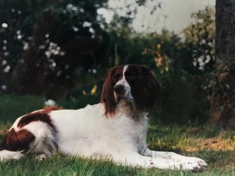 Foto van Epagneul Francais kennel Nijegaster Greiden