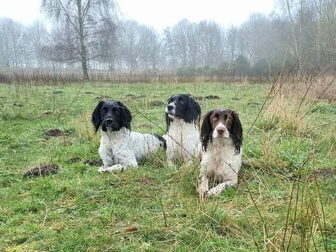 Foto van Kennel v Phenrola