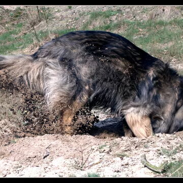 2e plaats: Wolf