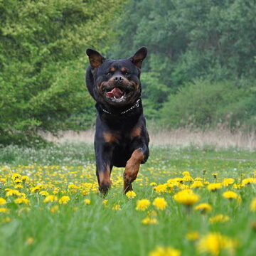 1e plaats · Winnaar: Ingo! Hiiiiiiiiieeeeeeeeeeer!!!!!!!