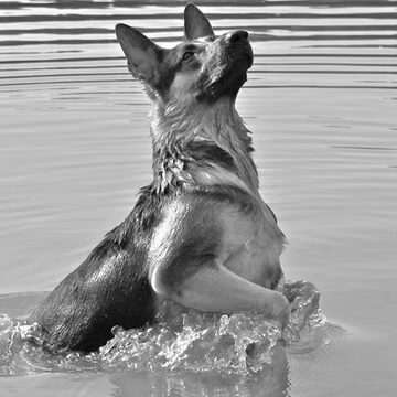 1e plaats · Winnaar: Waterpret.