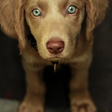 3e plaats: Blue Eyes