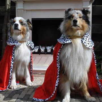 1e plaats · Winnaar: Onze 2 koningen...........