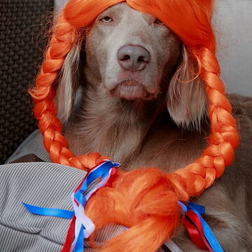 3e plaats: Pfff wat is zo'n koningsdag toch vermoeiend