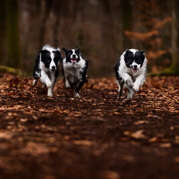 3e plaats: Run 4 your life