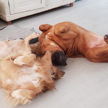 2e plaats: Met Boerboel Chop