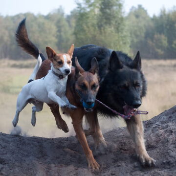 2e plaats: Geen titel