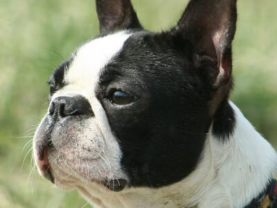 Boston Terrier