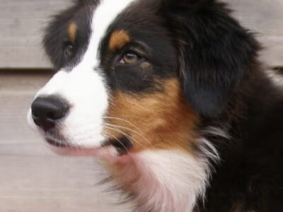 Australian Shepherd