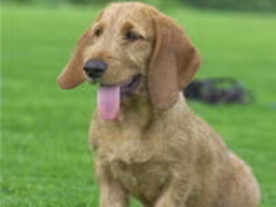 Basset Fauve de Bretagne