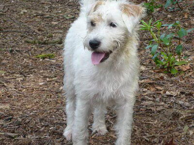 Parson Russell Terriër