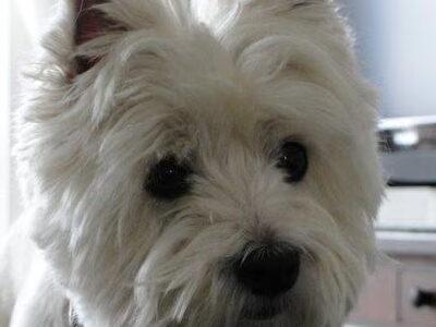 West Highland White Terrier