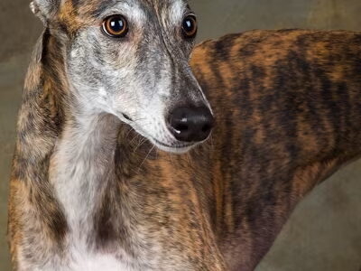 Greyhound