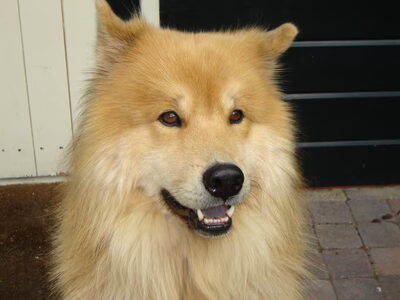 Eurasier