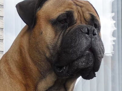 Bullmastiff