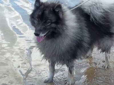 Keeshond, Grijze