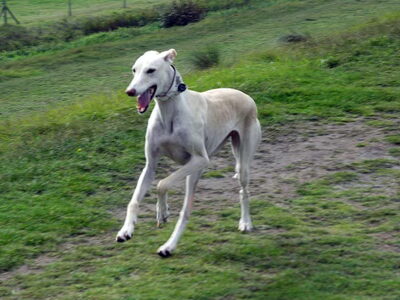 Galgo Español