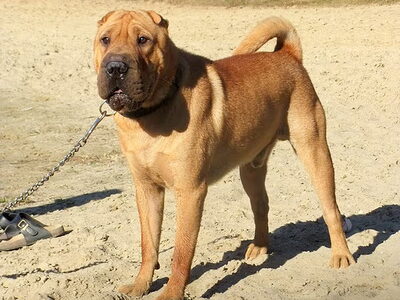 Shar Pei